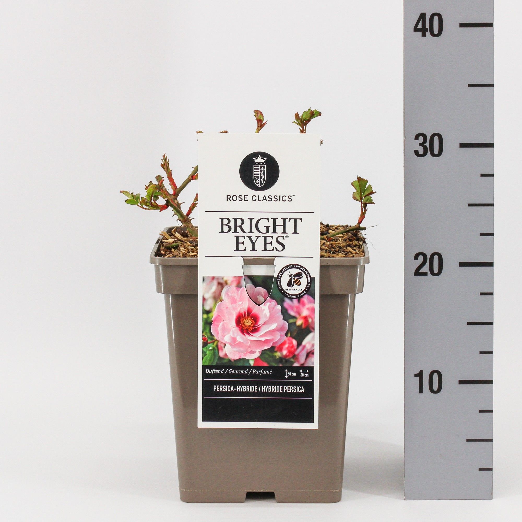 Rosa Persica Bright Eyes ®, C5, D 23