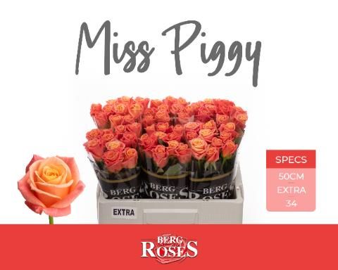 Роза од. Мисс Пигги+ 50, шт.