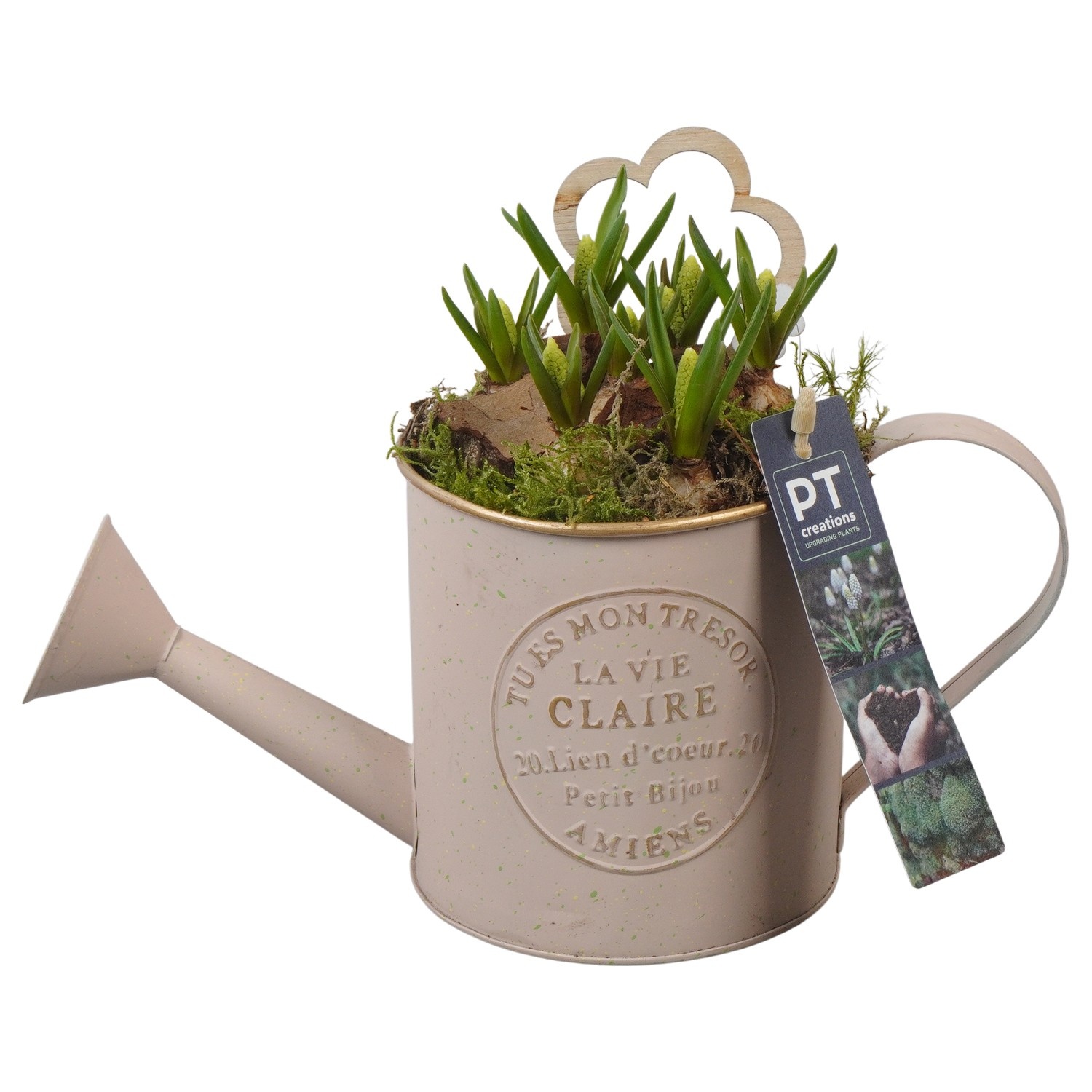 PTWMB8108 Arrangement Muscari White in metalen gieter, D 11