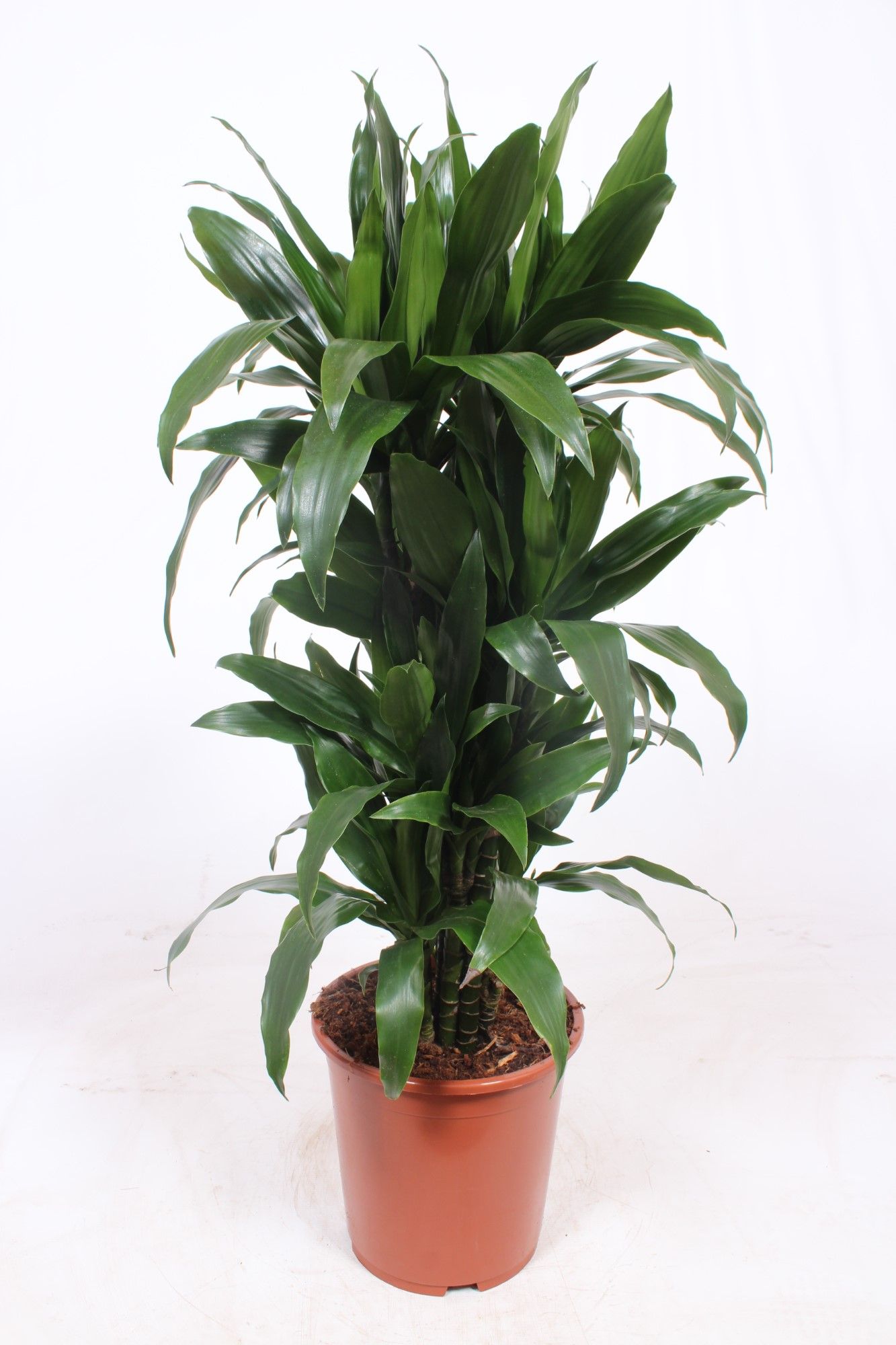 Dracaena Janet Craig, D 27