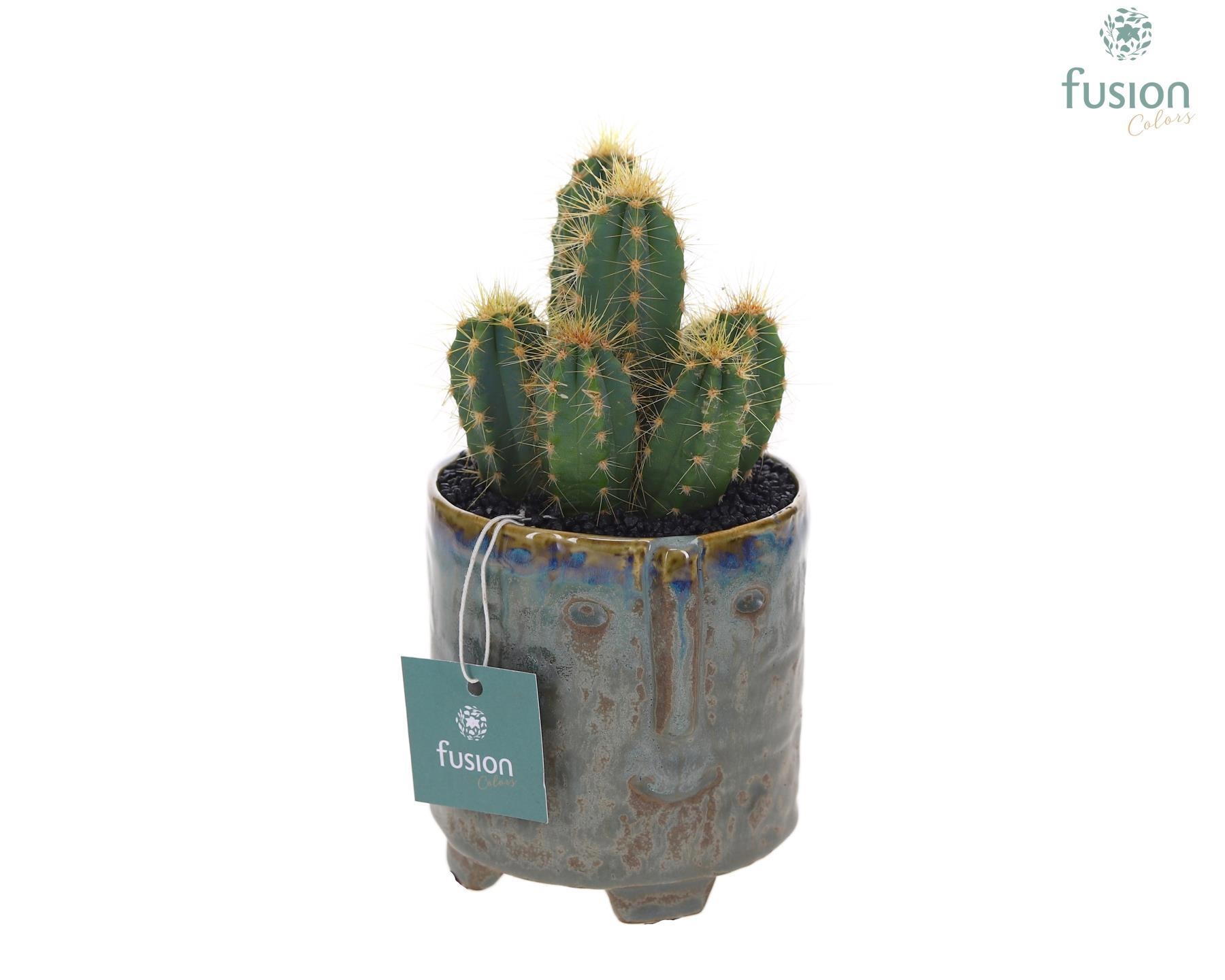 Pot op voet keramiek Medium met Cactus, D 9