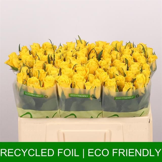 Роза од. Мунвок 50, шт.