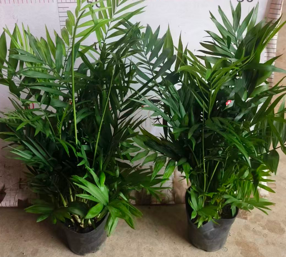 Дипсис 120 коконатс 12 30