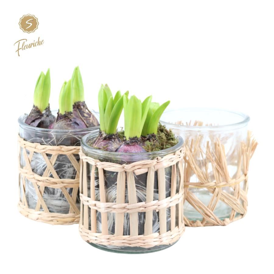 (3404) Hyacint Combi Glass and Willow [L], D 12 cm