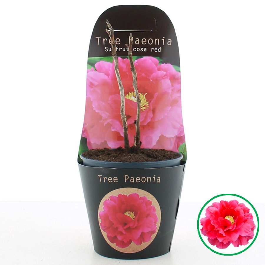 Paeonia suffruticosa Rood C2 (17cm.) Potcover, D 17