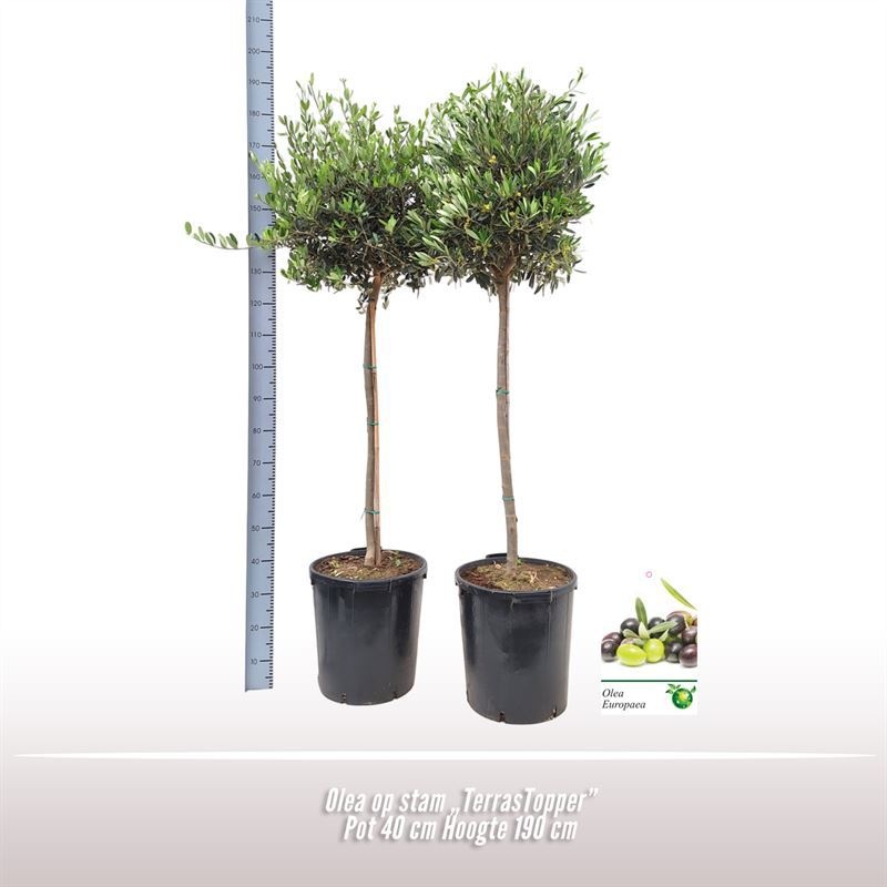 Olea op stam, D 40