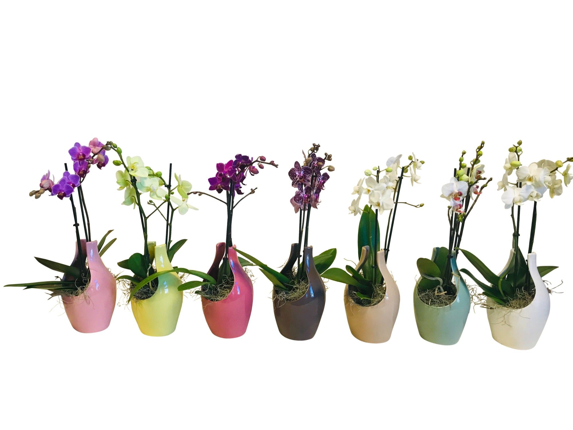 Phalaenopsis 2 tak gemengd op julia, D 9