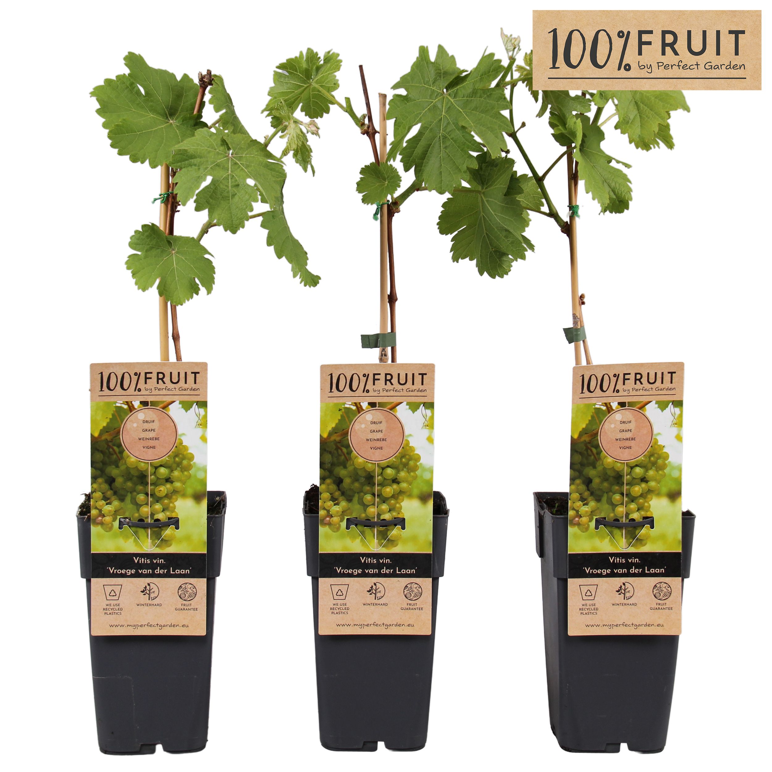 Vitis Vroege van der Laan P15, D 15 cm Vitis Vroege van der Laan P15, D 15 cm