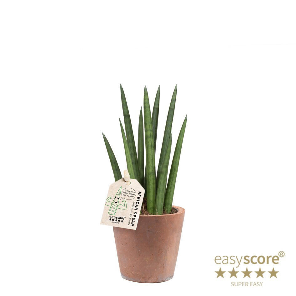 SANSEVIERIA CYLINDRICA 40931583 Terracotta Rocket, D 10 cm
