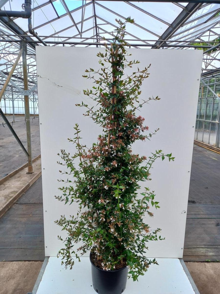 Abelia grandiflora, D 40