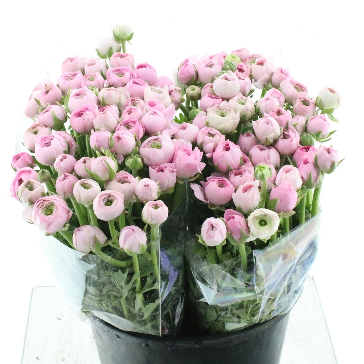 Ранункулус Амандин Маршмеллоу 45 (светло-роз.), шт.