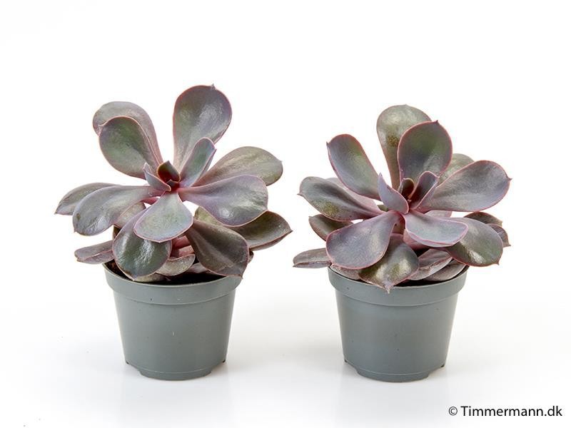 ECHEVERIA-HYBRID, D 6