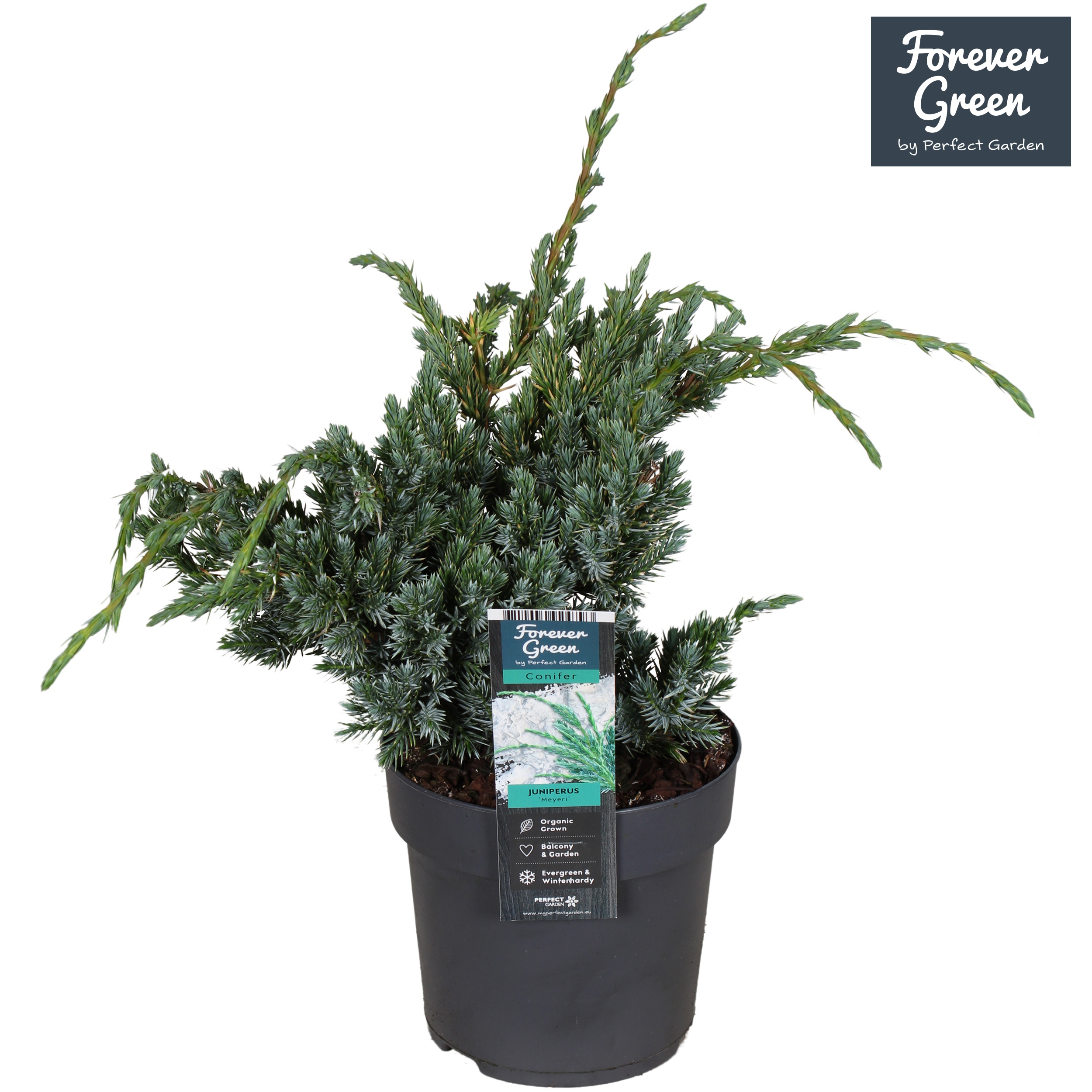 Juniperus squamata 'Meyeri' P14, D 14