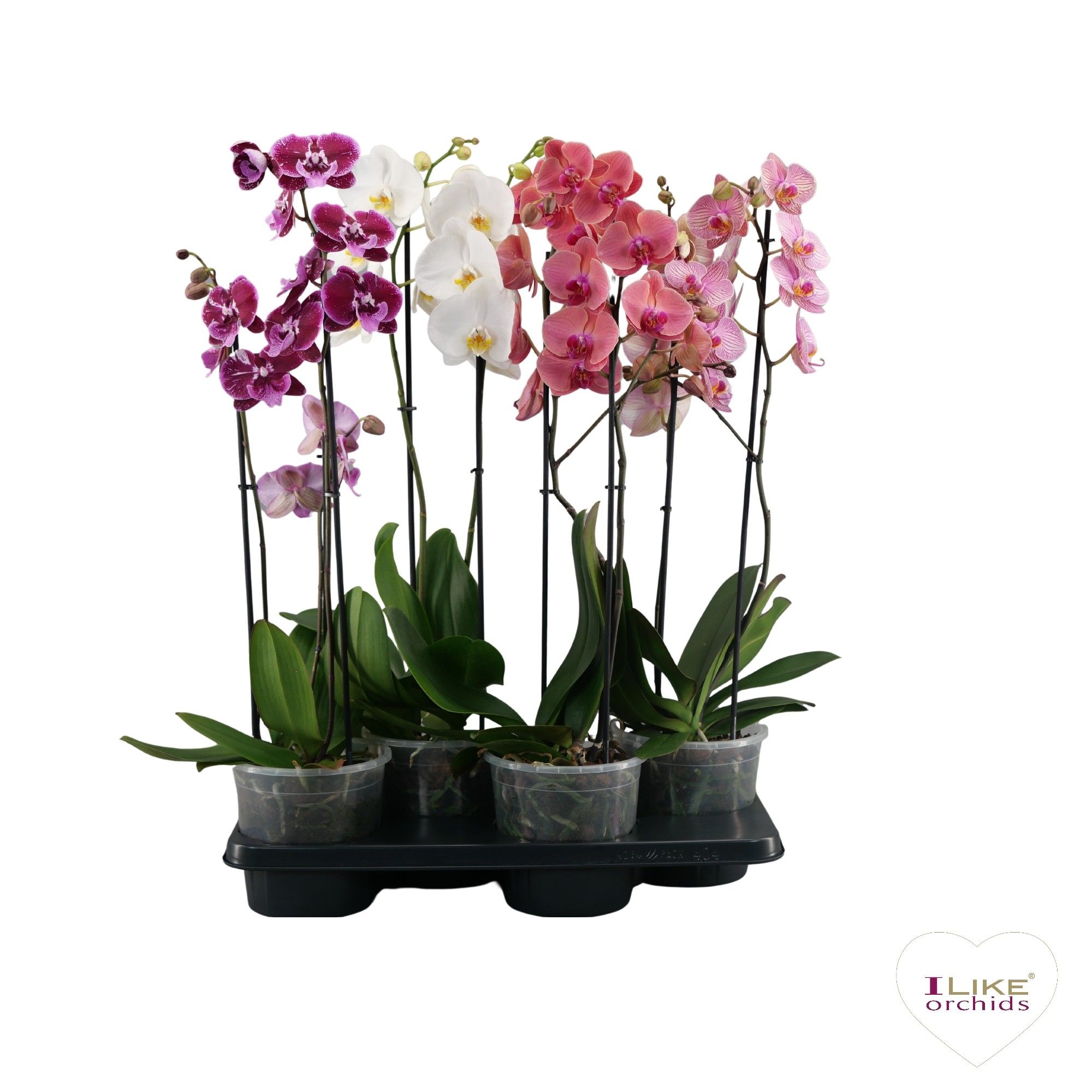 A2 standaard 17 cm, D 17 cm A2 standaard 17 cm, D 17 cm