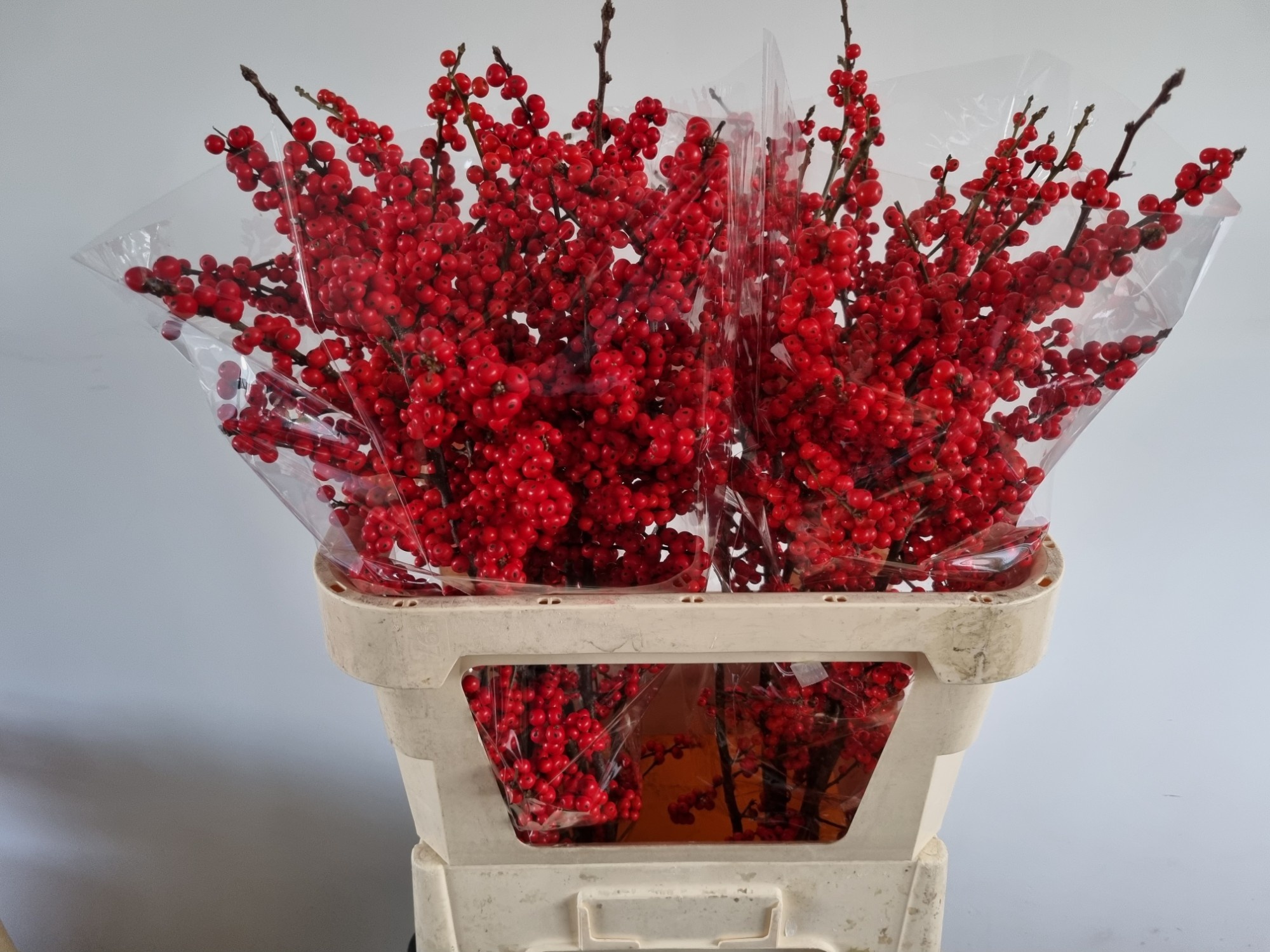 Илекс Красные ягоды 80, шт.