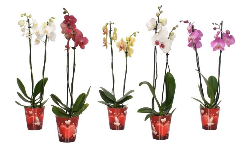 Potcover p12 heart Phal mix 2T16+, D 12