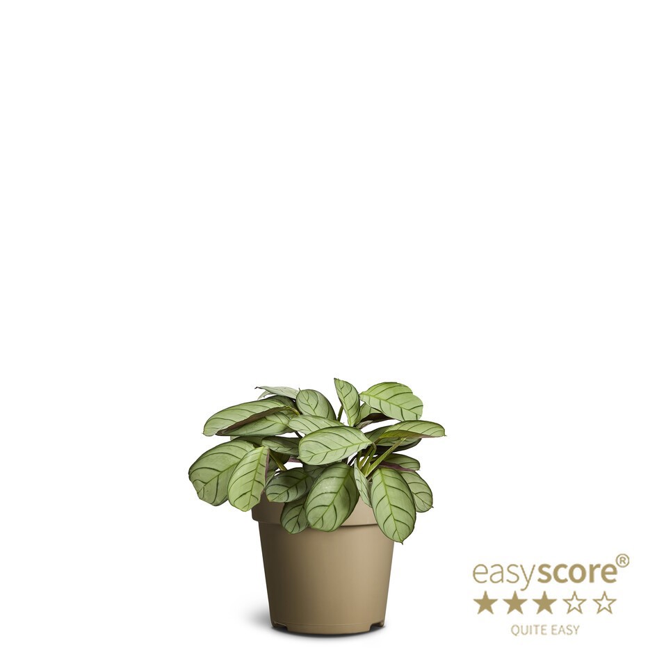 Calathea amagris, D 9