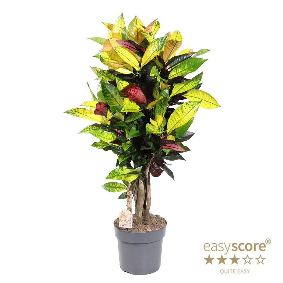 CODIAEUM VARIEGATUM 'ICETON' 12414000, D 24 cm