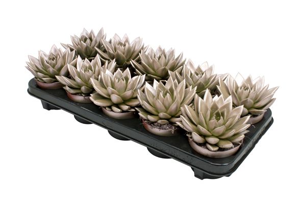 Miranda coloured metallic champagne, D 10,5