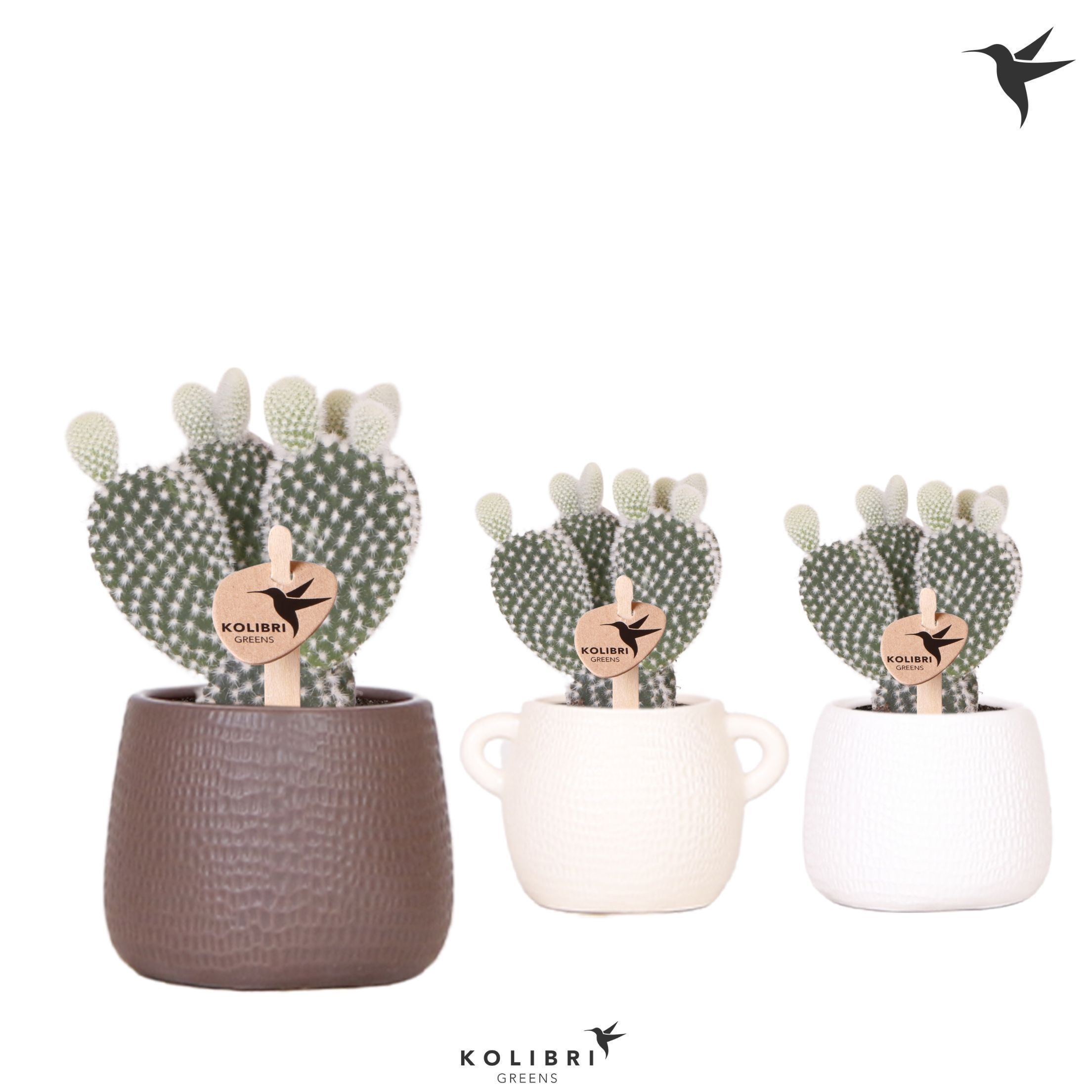 Kolibri Greens Opuntia white in Scales pot mix, D 6 cm