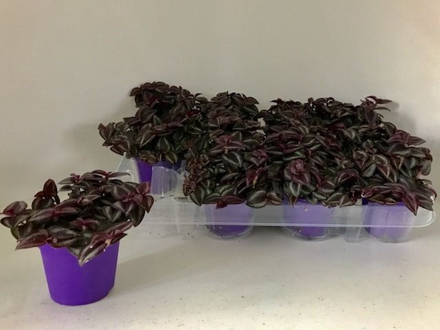 tradescantia purple passion, D 7
