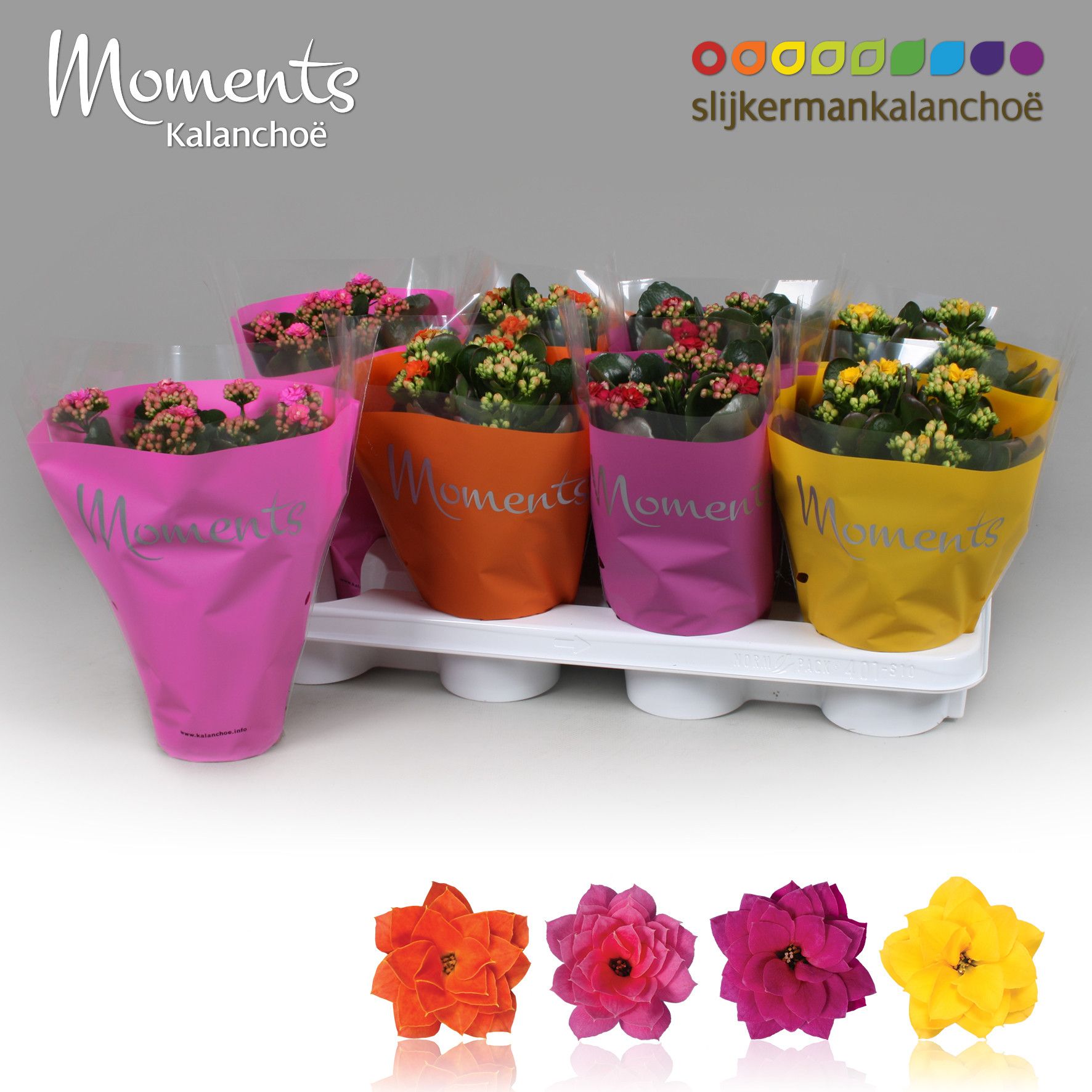 Kalanchoe Moments - Summer Moments, D 12