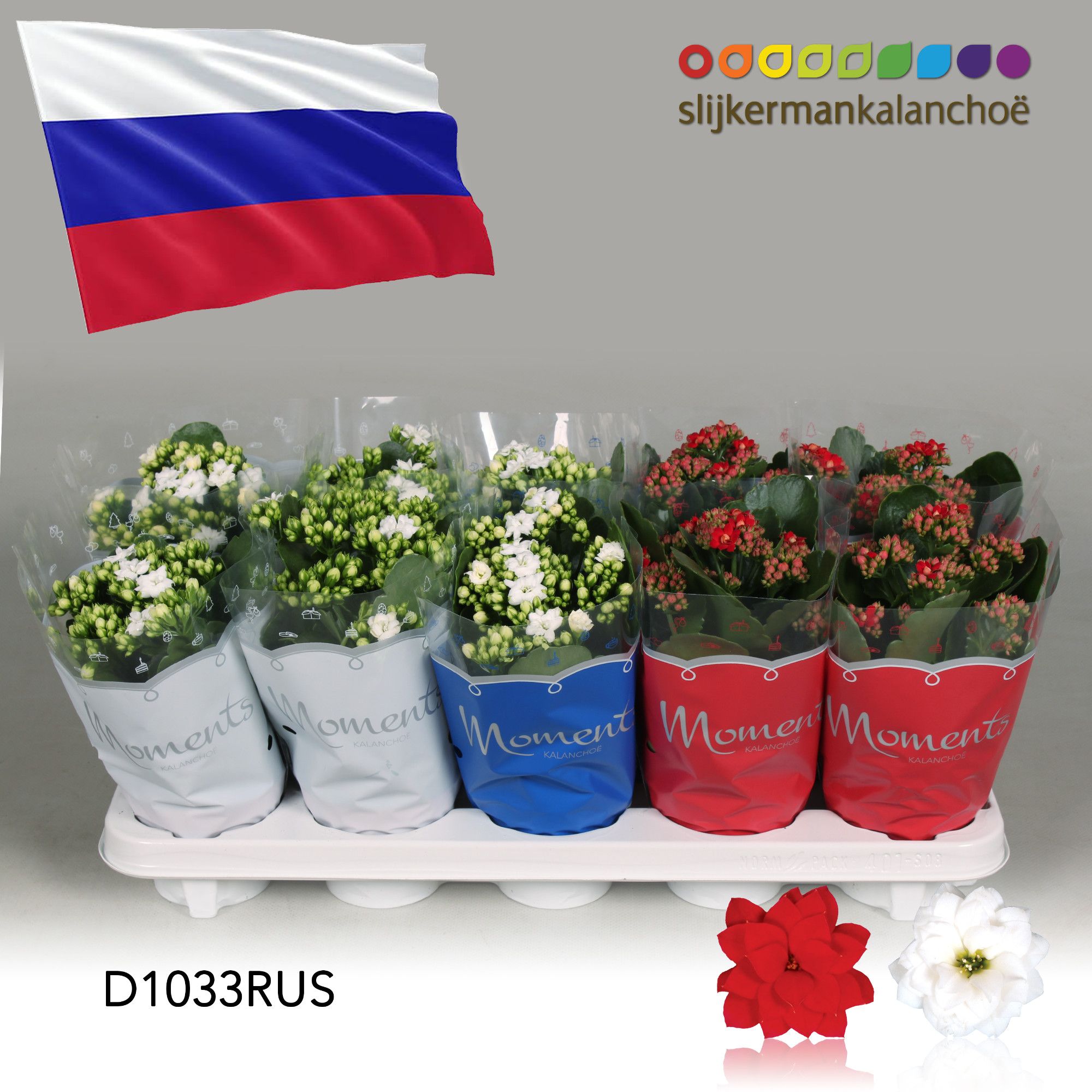 Kalanchoe Moments - Russia flag, D 10,5
