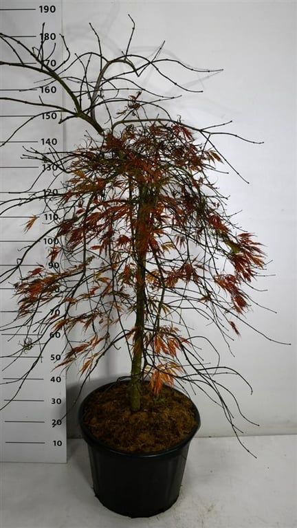 Acer pal. 'Tamukeyama', D 48 cm