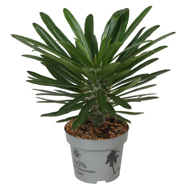 PACHYPODIUM LAMEREI, D 12