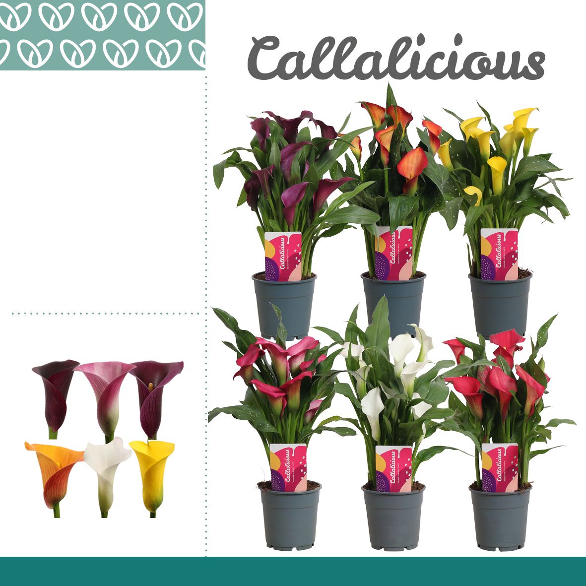 Zantedeschia (Calla) Mix, D 12