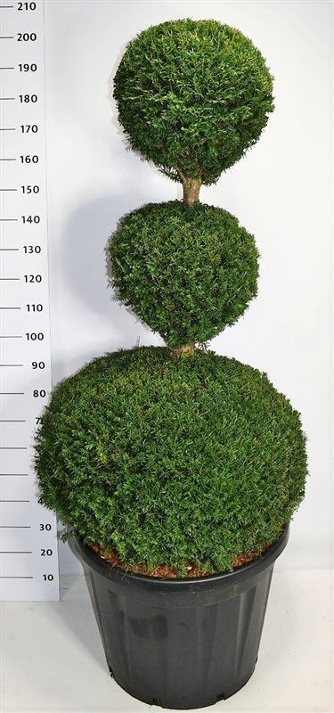 Taxus baccata, D 65