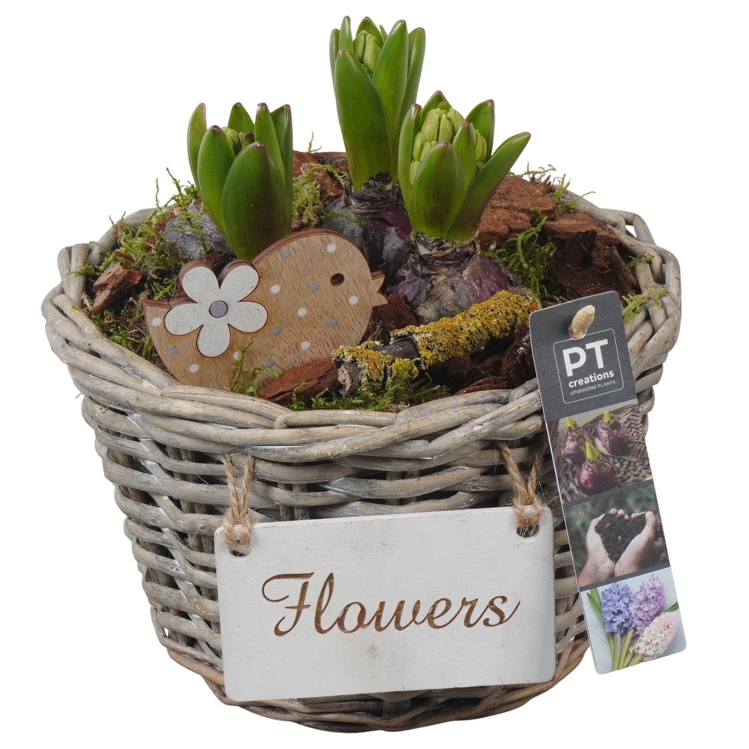 PTHC9165 Arrangement Hyacints in riet mand, D 20