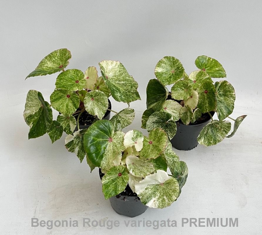 Begonia Rouge variegata PREMIUM 12cm [B. conchifolia] *NEW*, D 12