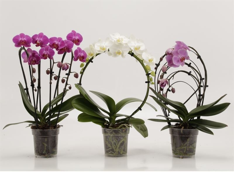 Phalaenopsis overig Shapes Mix gemengd Luxe, D 12 cm