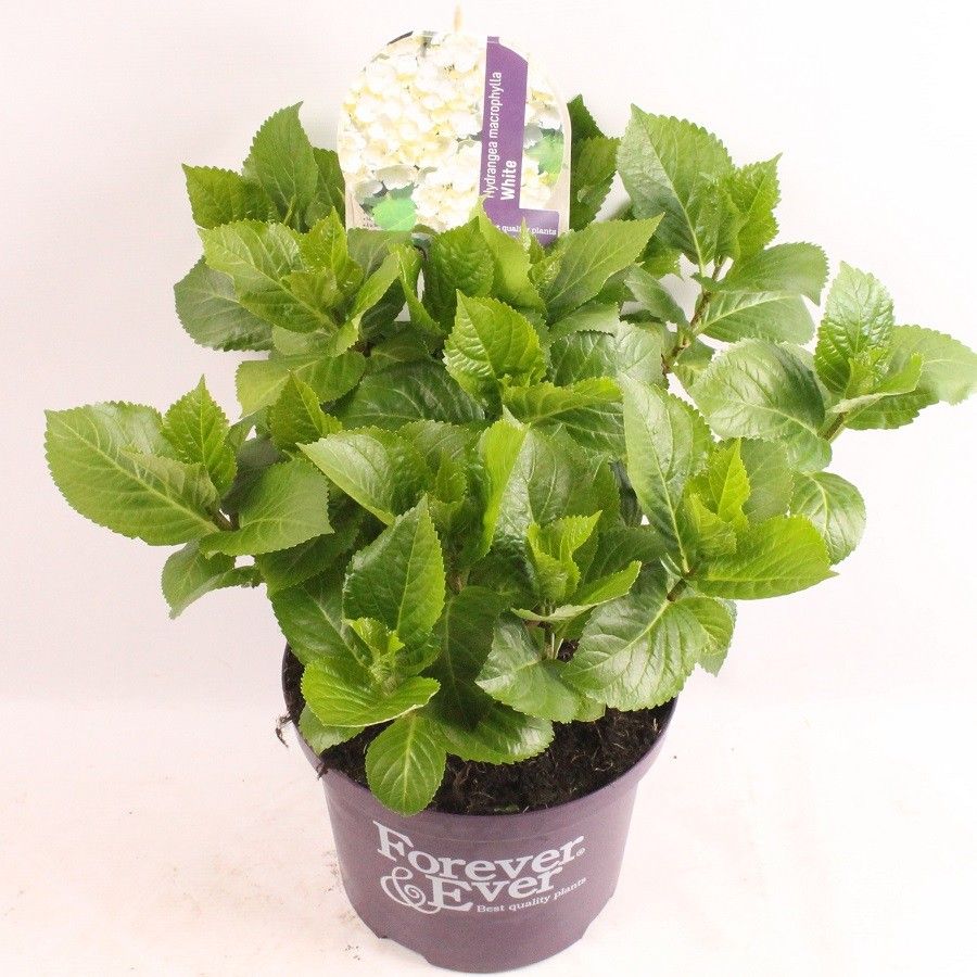 Hydrangea Forever&Ever® White, D 23