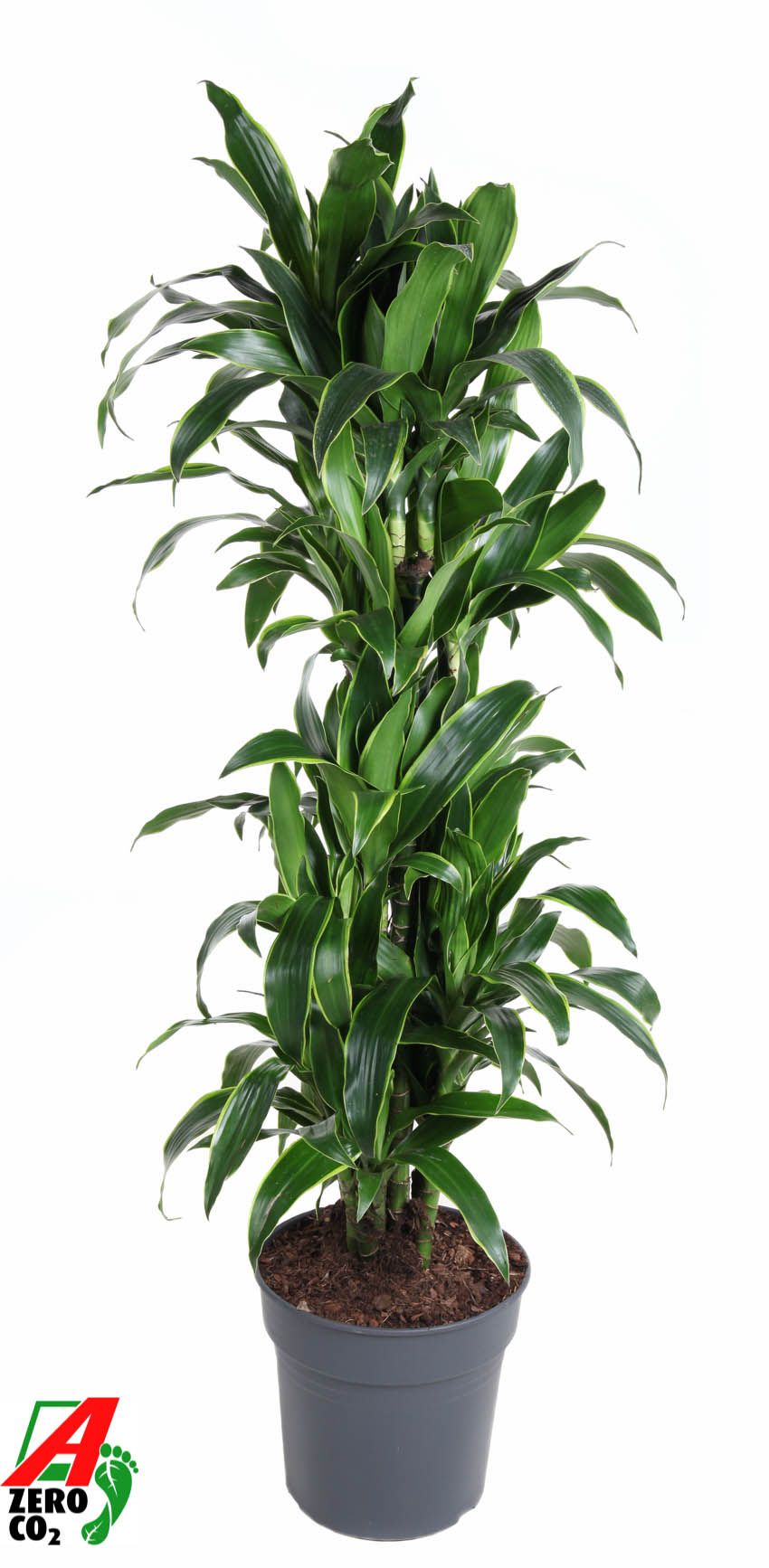 Dracaena Arturo vertakt P31, D 31