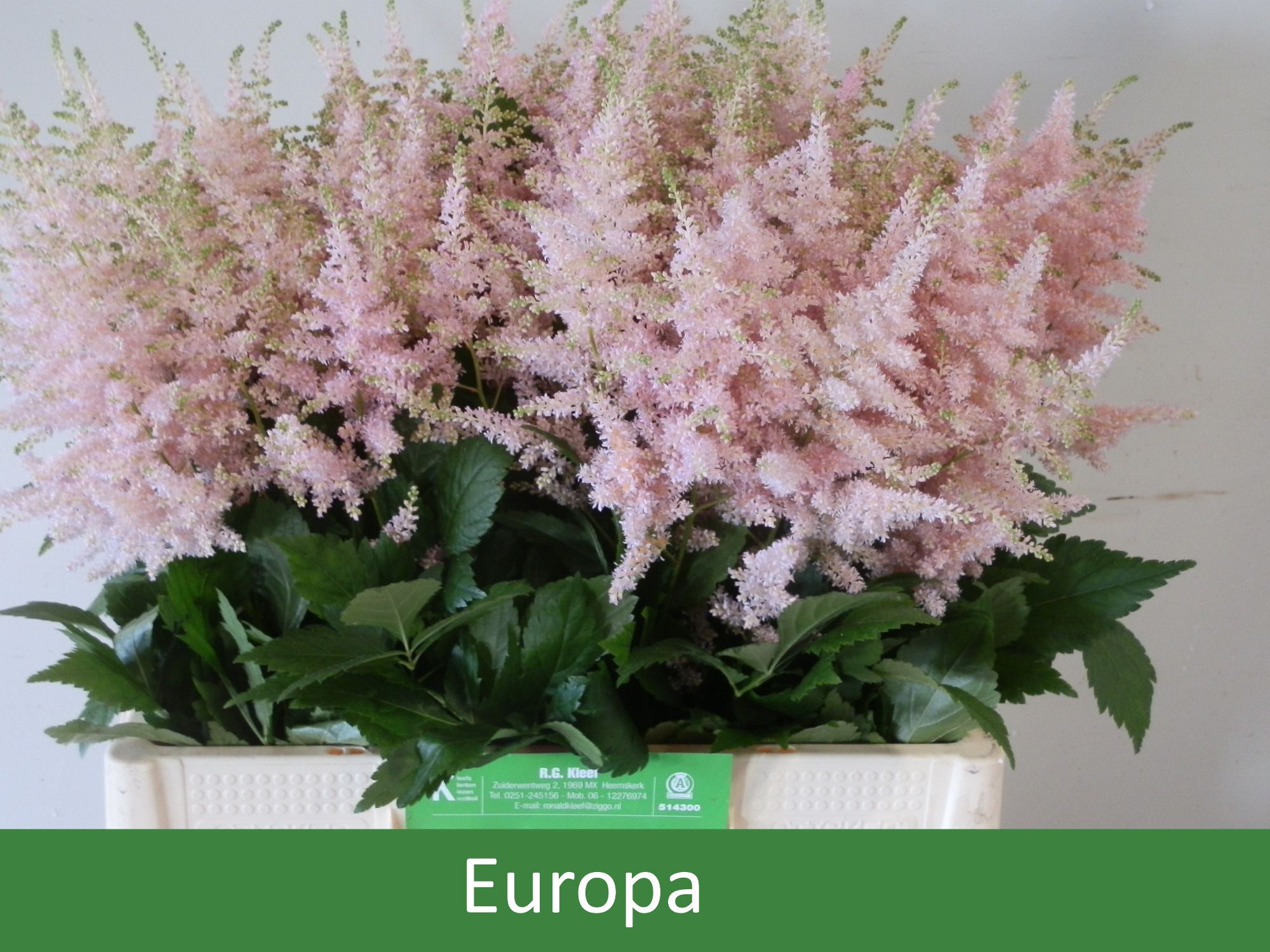 Астильба Европа 60, шт.