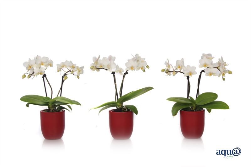 Hugo p06 red wine Phal Tiny Dolls white 2T12+ Aqu@, D 6