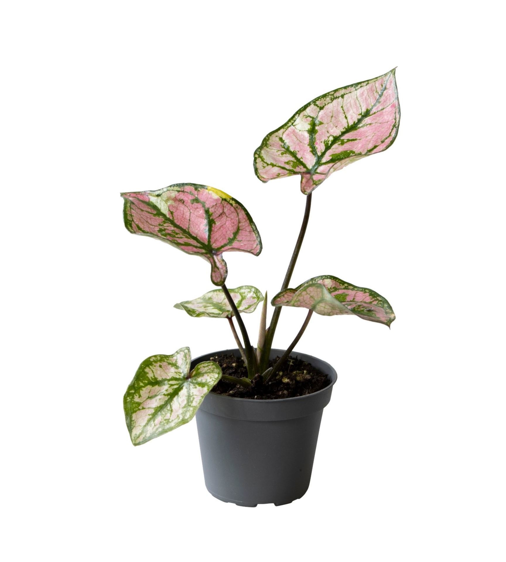 Caladium Purple Light, D 6