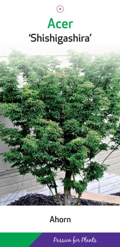 Acer palm. 'Shishigashira' 60-80C5, D 23 cm