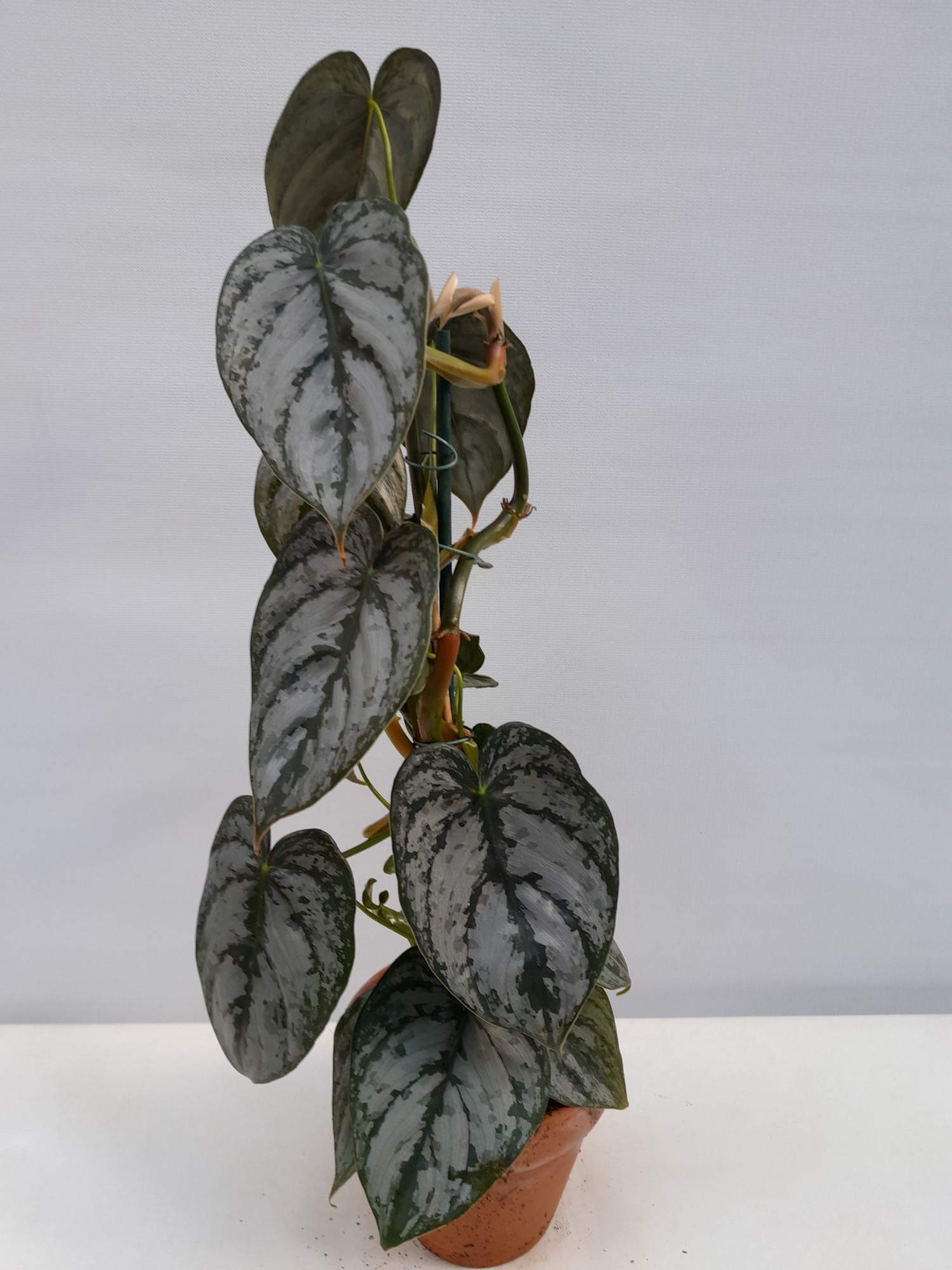 PHILODENDRON BRANDTIANUM, D 12 cm