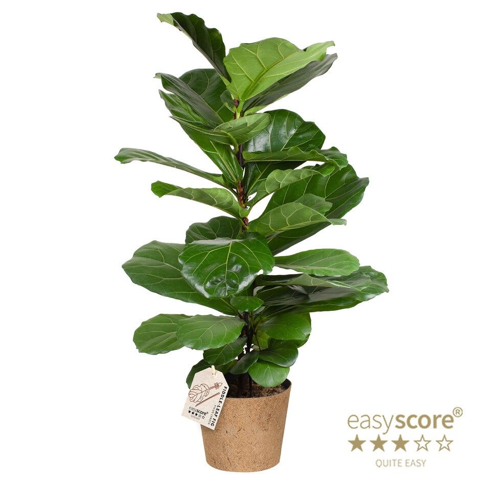 Ficus lyrata - COCOZ, D 24