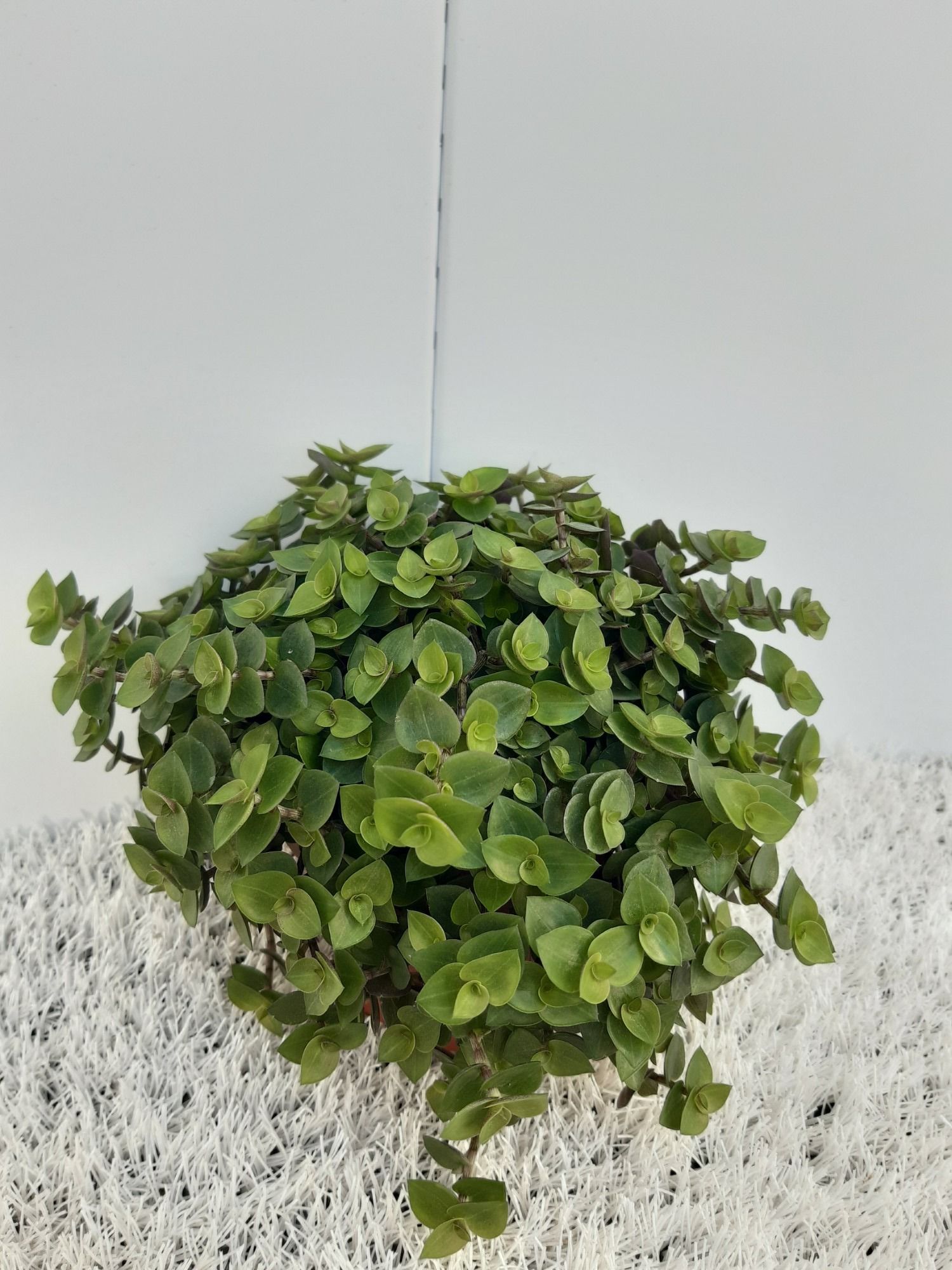 Callisia Repens, D 12