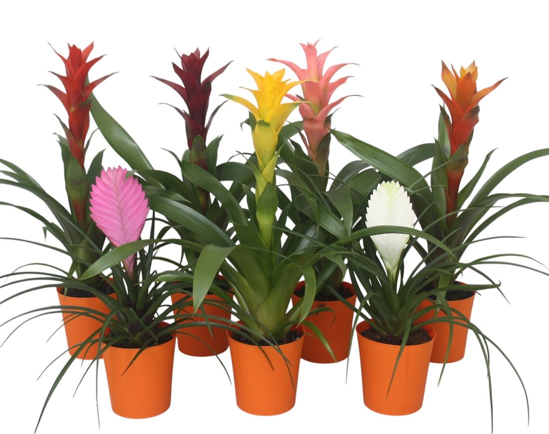 Bromelia gemengd in oranje kunststof pot, D 10