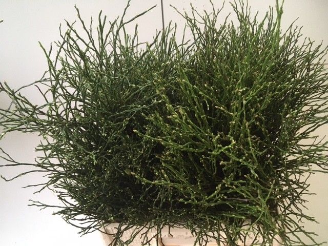 Вациниум Миртилус 55, шт.