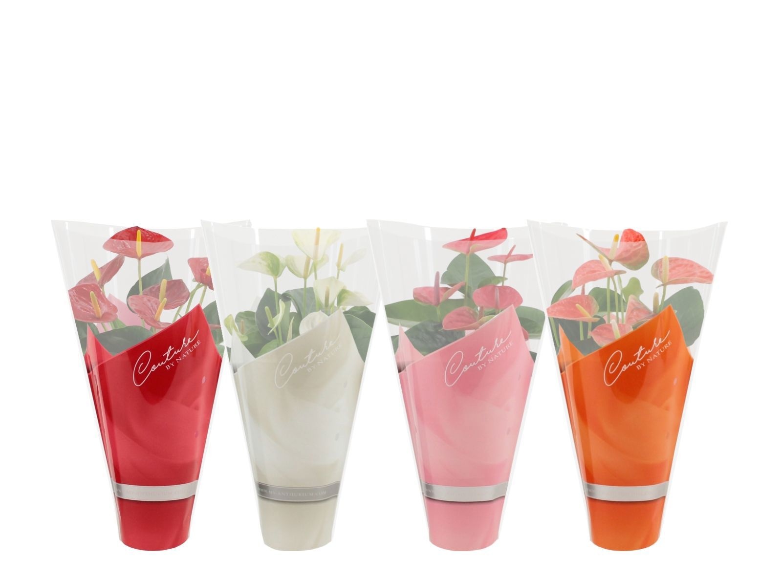 Anthurium 12 cm 4 color mix in Couture sleeve, D 12