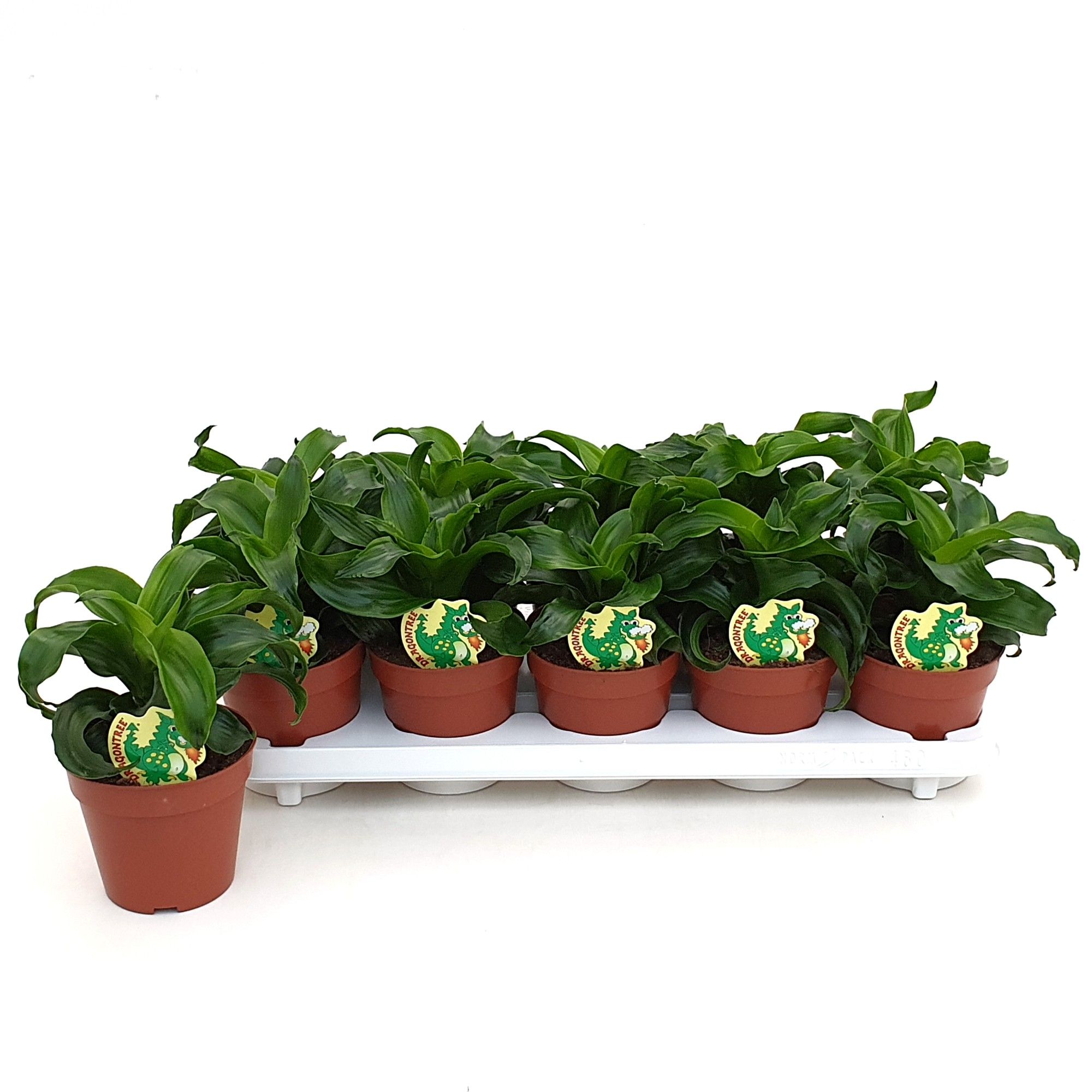 Dracaena Twist, D 12