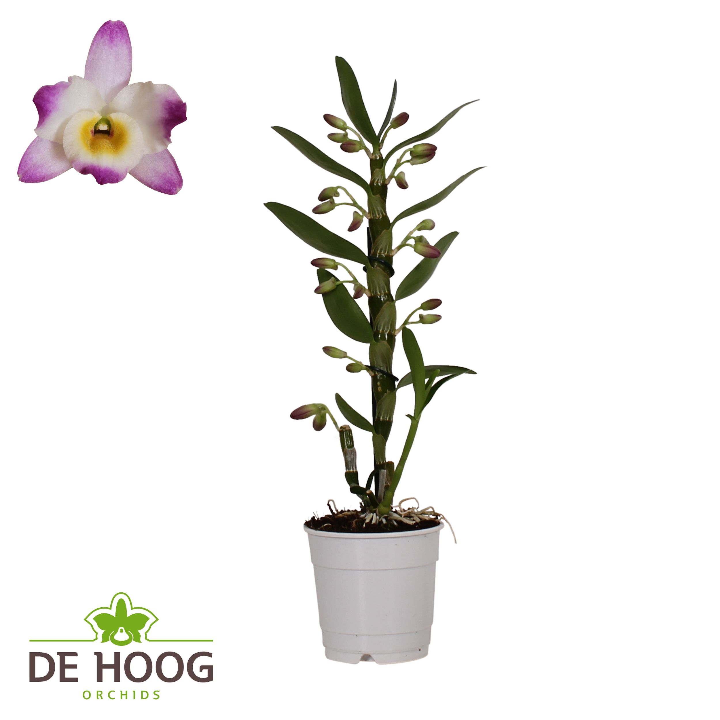 Dendrobium Nobile Brighy Eye 1 stam 5+ tros De Hoog, D 12