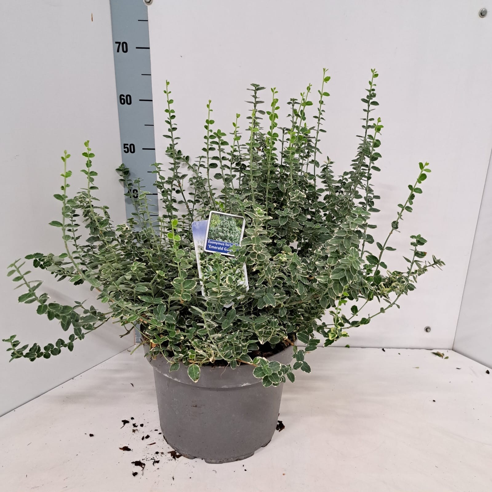 Euonymus fort. 'Emerald Gaiety', D 29