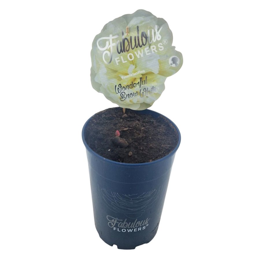 Paeonia lact. Fabulous Flowers® Wonderful Snow White® C7 (21cm.), D 21